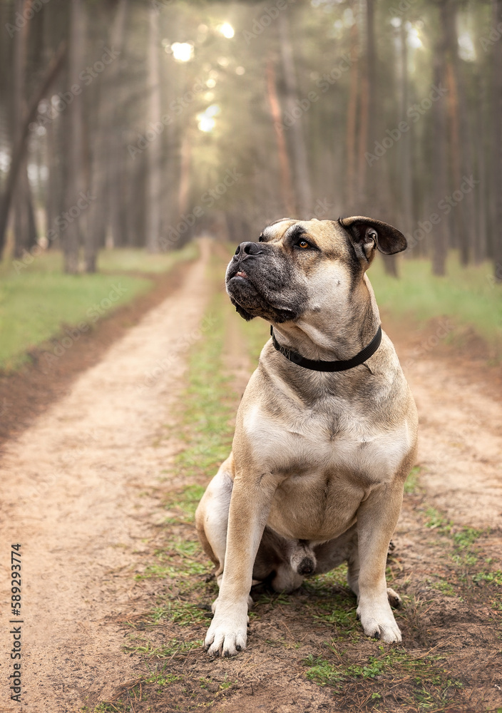 A large cadebo dog sits on a path in the forest.
Magnificent huge watchdog.
Purebred dog for a walk in the forest.
Beautiful big cadebo dog on a path in the forest.
