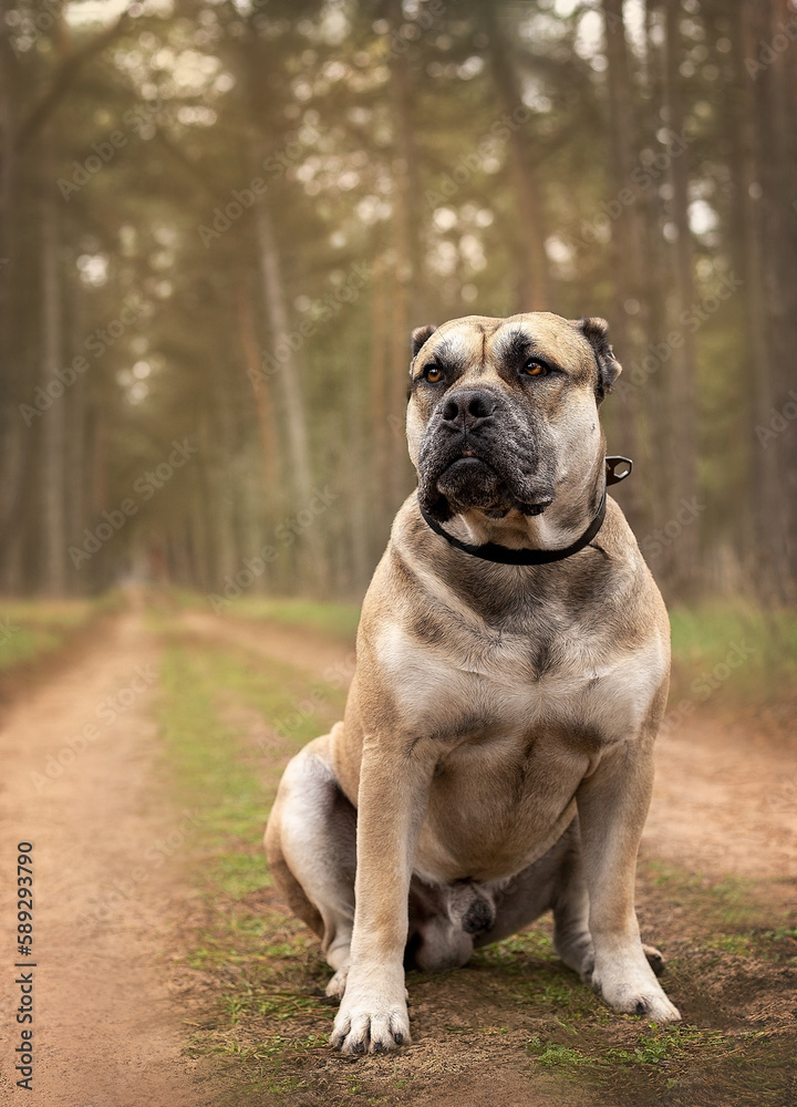A large cadebo dog sits on a path in the forest.
Magnificent huge watchdog.
Purebred dog for a walk in the forest.
Beautiful big cadebo dog on a path in the forest.