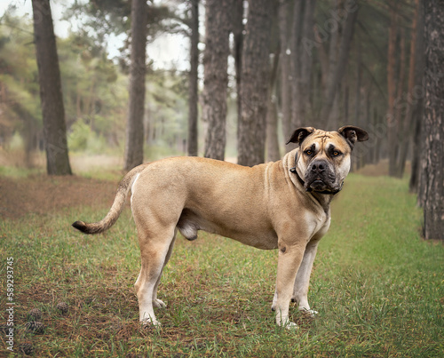 Big dog cadebo in the forest.
Huge and cute dog for a walk in the forest.
Pine forest and cadebo for a walk.
Funny gorgeous dog with a huge muzzle
