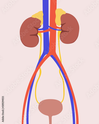 Kidneys and bladder. The ureter. Veins and arteries. Flat style. 