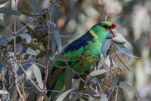 Mallee Ringneck Parrot in New South Wales Australia photo