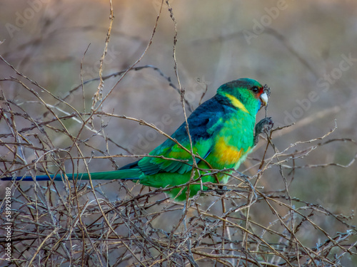 Mallee Ringneck Parrot in New South Wales Australia photo