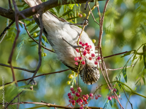 Striped Honeyeater in New South Wales Australia photo