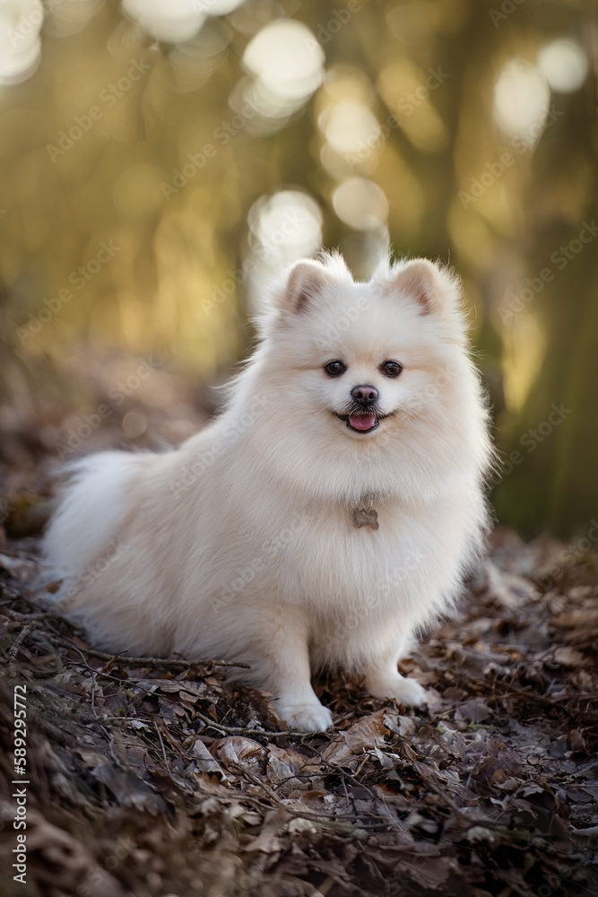 portreat fluffy dog portreat fluffy dog
