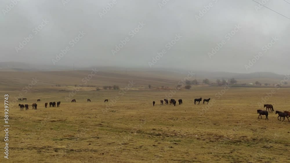 wild mountain horses grazing on a free walk in the mountains. shooting horses in the fog, wild nature. autumn fog, authentic atmosphere. soft focus, selective focus