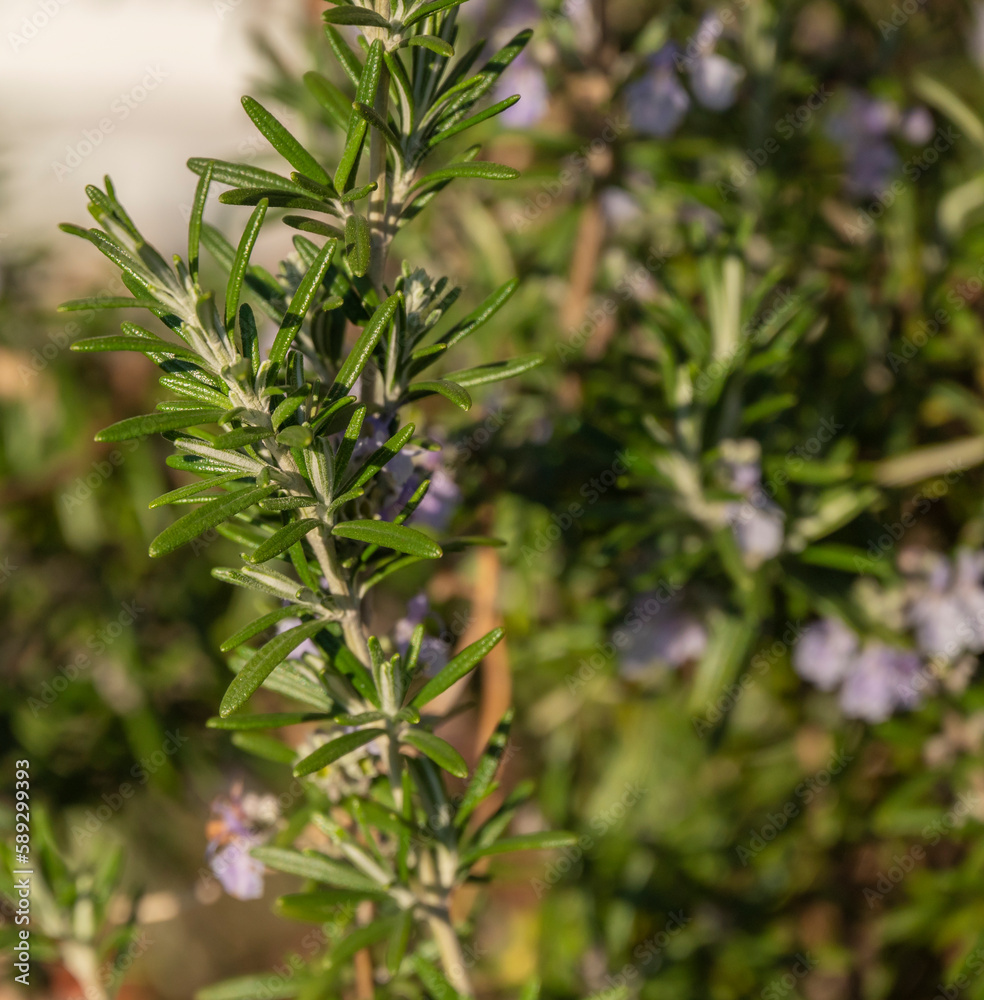 Obraz premium The Sprig of Rosemary,