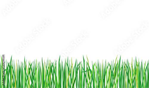Gras Hintergrund, Vektor Illustration isoliert auf weißem Hintergrund 