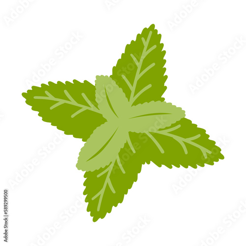 Hand drawn mint leaf. Vector illustration of fresh spices, natural product, ingredient for healthy food and drink
