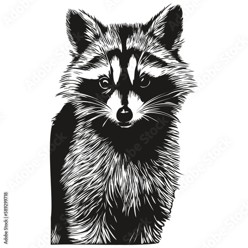 Portrait of a cute raccoon on a white background