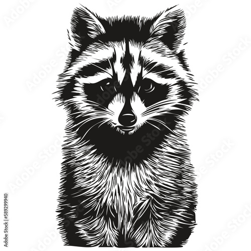 Realistic raccoon vector, hand drawn animal illustration