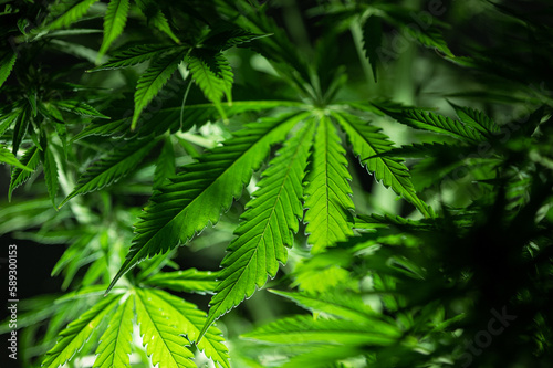 Marijuana leafs background recreational american cannabis