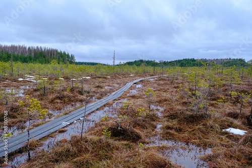 A wooden tourist trail through the swamp, with low pine trees along the edges. An early spring.