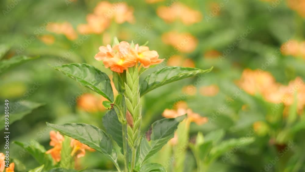Air blowing a well germinated flower in a close in shot, blurry flowers background Air blowing a well germinated flower in a close in shot, blurry flowers background