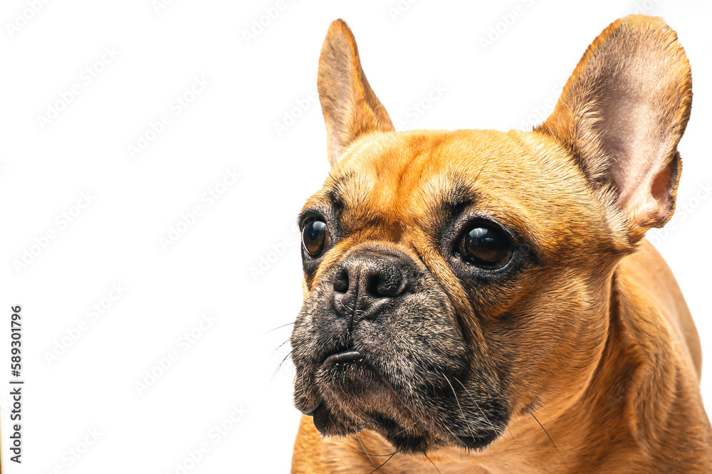 Portrait of a french bulldog on the white background, posing for dog photoshoot.