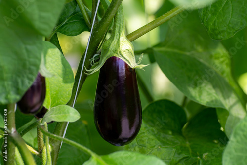 Dutch organic greenhouse farm with rows of eggplants plants with ripe violet vegetables and purple flowers