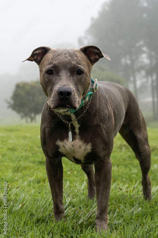 Blue nose Pit bull dog on the farm with lots of grass and nature. Early morning with a lot of fog in the mountains. Farm with dog park and lots of nature