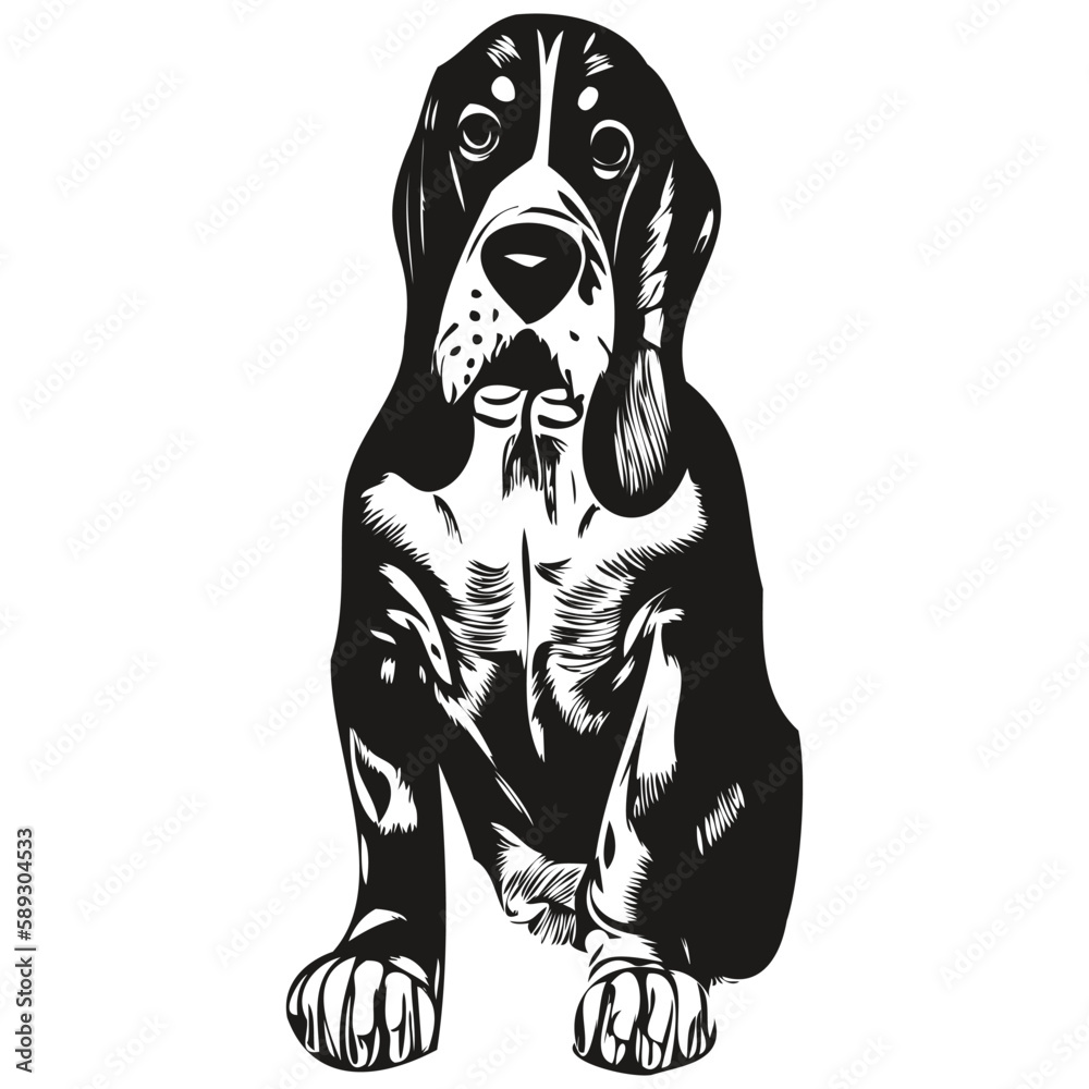 Basset Hound dog hand drawn illustration, black and white vector pets