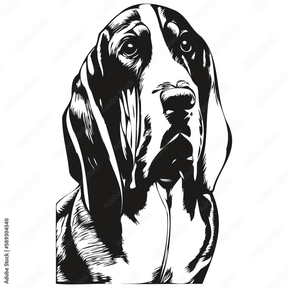 Basset Hound dog hand drawn illustration, black and white vector pets
