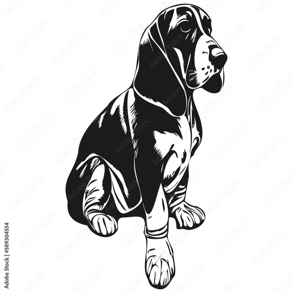 Basset Hound dog hand drawn illustration, black and white vector pets