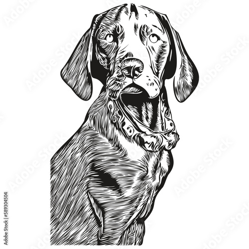 Vizslas dog line art hand drawing vector logo black and white pets illustration