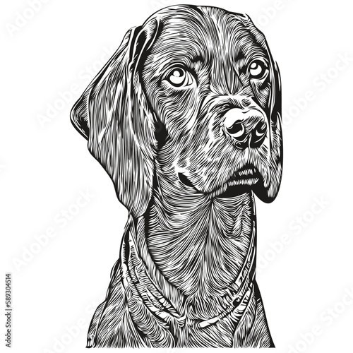 Vizslas dog line art hand drawing vector logo black and white pets illustration