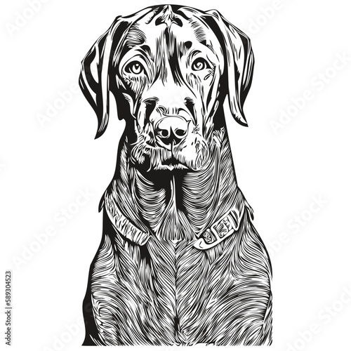 Vizslas dog line art hand drawing vector logo black and white pets illustration