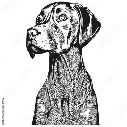 Vizslas dog line art hand drawing vector logo black and white pets illustration