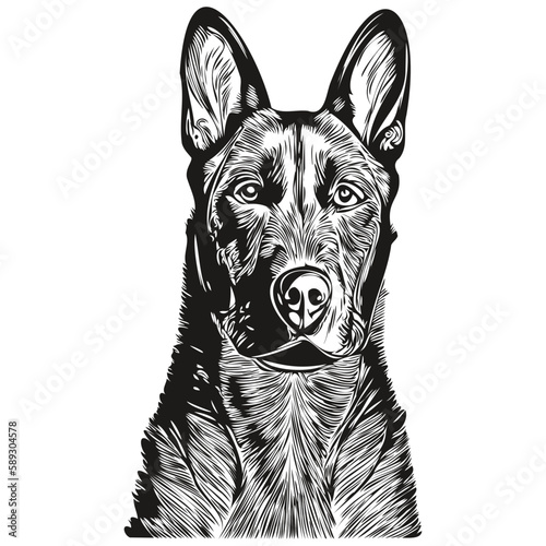 Belgian Malinois dog hand drawn line art vector drawing black and white logo pets illustration