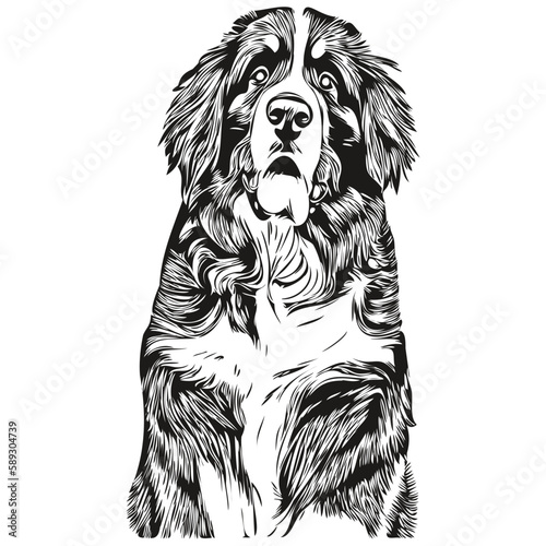 Bernese Mountain dog vector illustration, hand drawn line art pets logo black and white