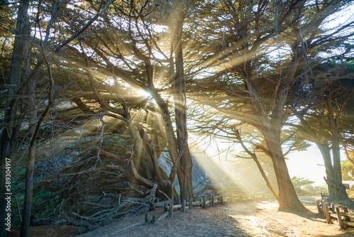 Εκτύπωση καμβά Sunbeam through the trees, Pfeiffer Beach, CA