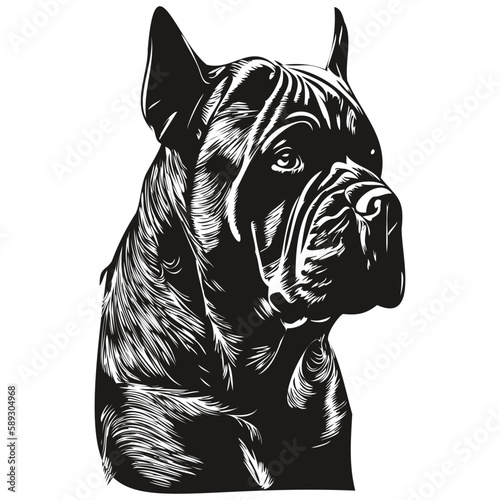 Cane Corso dog vector illustration  hand drawn line art pets logo black and white