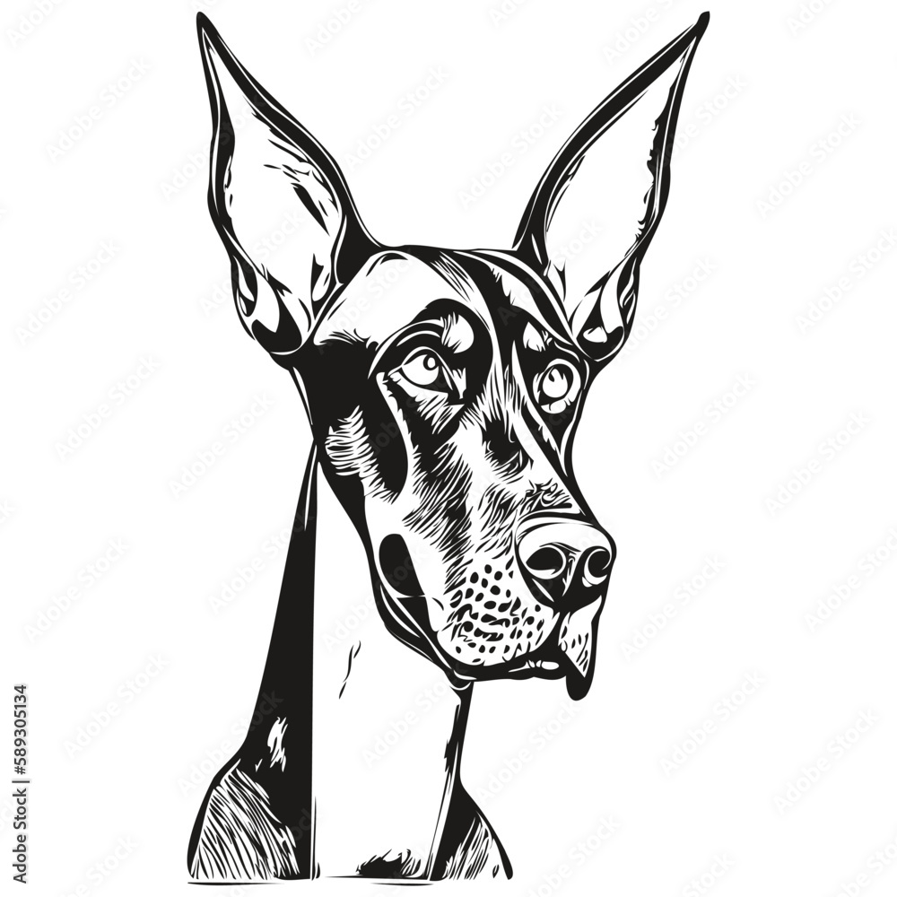 Doberman Pinschers dog hand drawn line art vector drawing black and ...