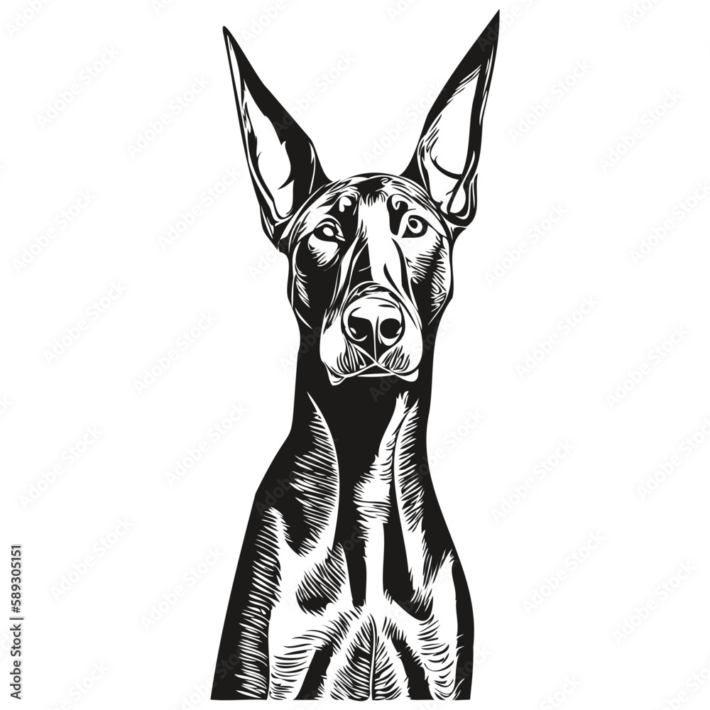 Doberman Pinschers dog hand drawn line art vector drawing black and ...