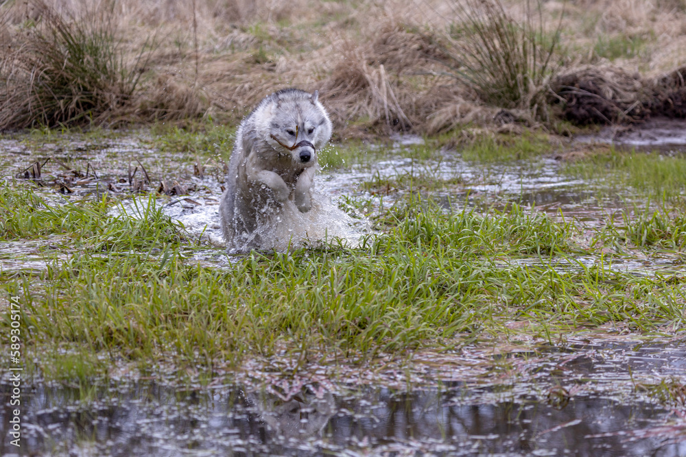 Fototapeta premium Husky Siberian dog (or wolf) playing in the water while moving.