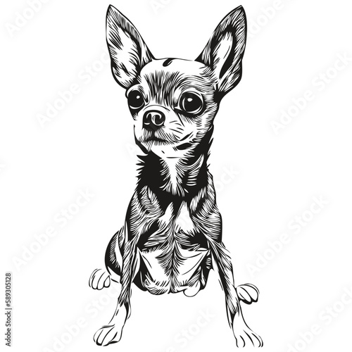 Chihuahua dog logo hand drawn line art vector drawing black and white pets illustration