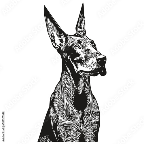 Doberman Pinschers dog logo hand drawn line art vector drawing black and white pets illustration