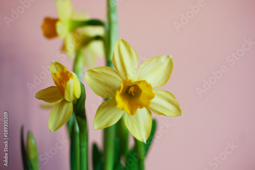 A closeup of yellow daffodil flower