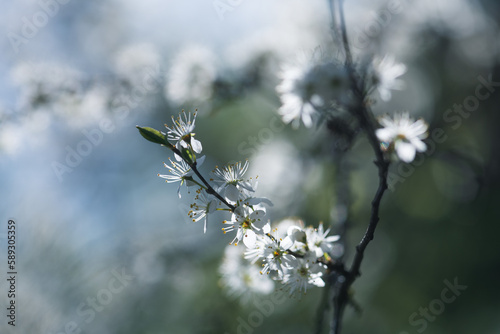 hawthorn blossom on a branch