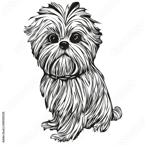 Shih Tzu dog hand drawn line art vector drawing black and white logo pets illustration