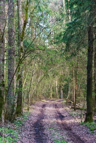 An old dirt road in the forest. Colorful landscape of multicolored trees during sunset against the sky background. Nature forest background.