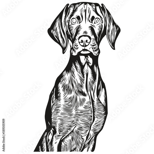 Vizslas dog hand drawn illustration, black and white vector pets logo line art