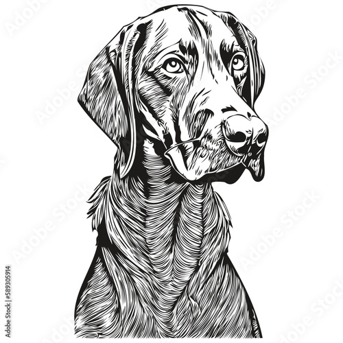 Vizslas dog hand drawn illustration, black and white vector pets logo line art