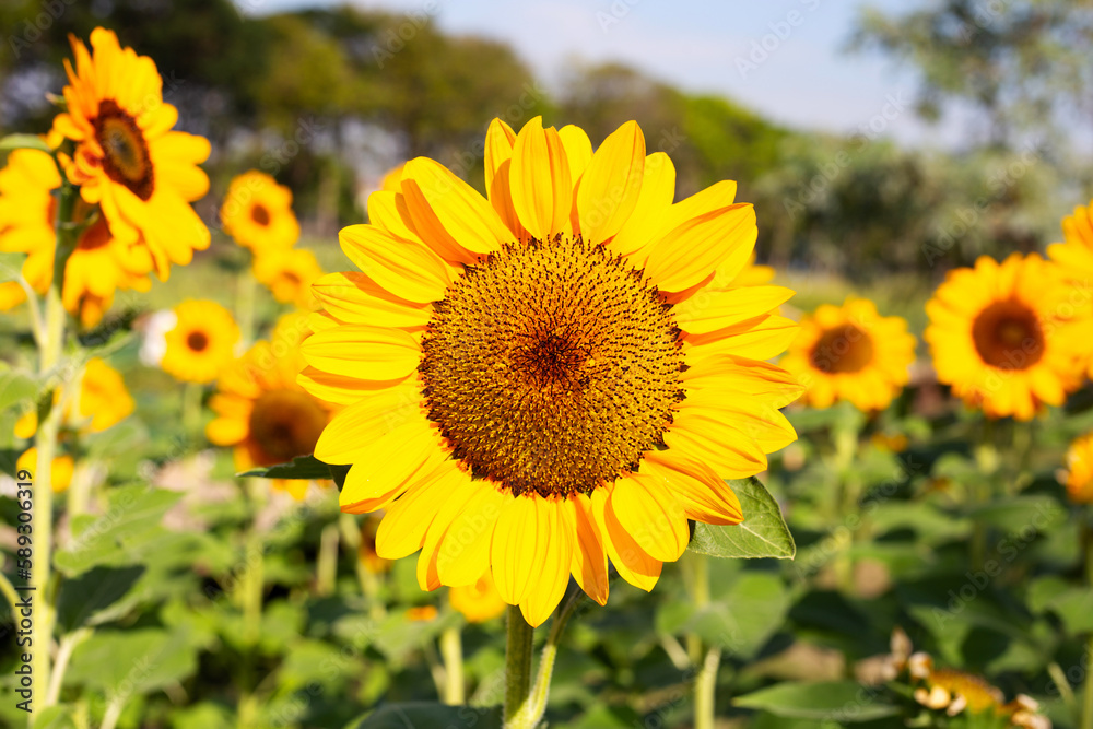 Sunflower field, Beautiful summer landscape. Sunflower field, Beautiful summer landscape.