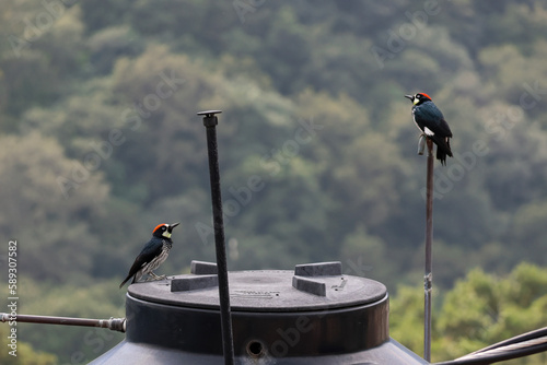 Acorn woodpecker (Melanerpes formicivorus) birds on pipe and tank photo