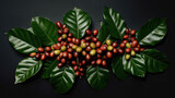 Blätter einer Kaffeepflanze mit roten und grünen Kaffeekirschen (Generative AI)