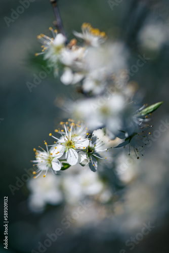 hawthorn blossom on a branch © Marc Andreu