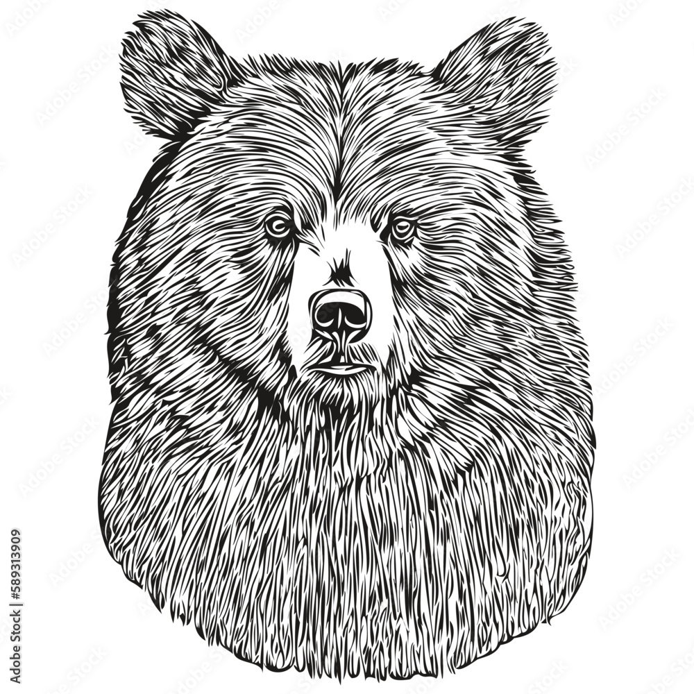 Bear  vintage illustration, black and white vector art bruin