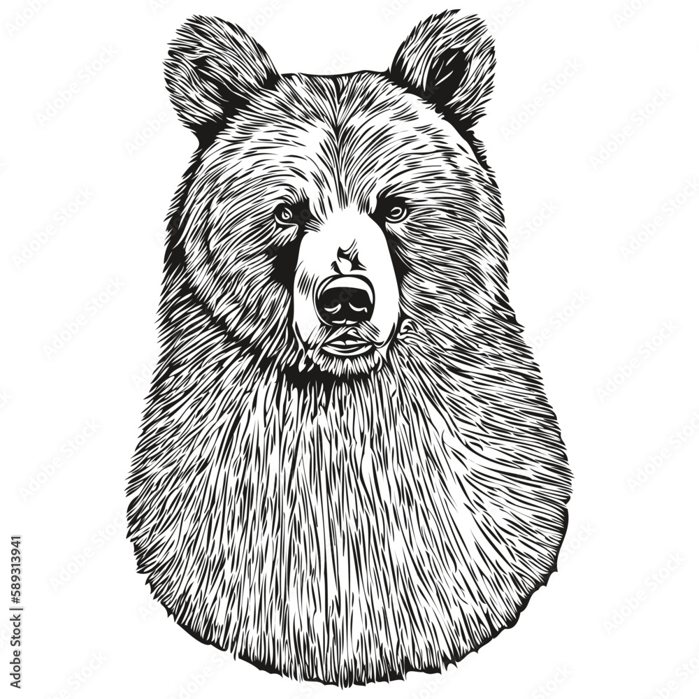 Bear vector illustration line art drawing black and white bruin