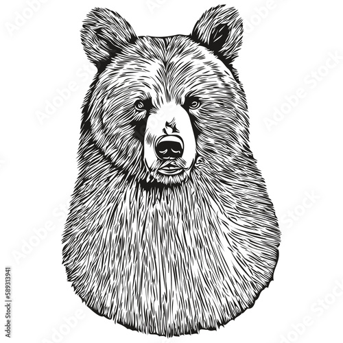 Bear vector illustration line art drawing black and white bruin