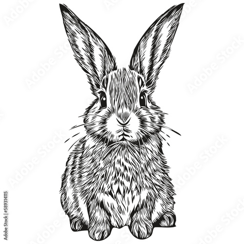 Engrave Rabbit illustration in vintage hand drawing style hare